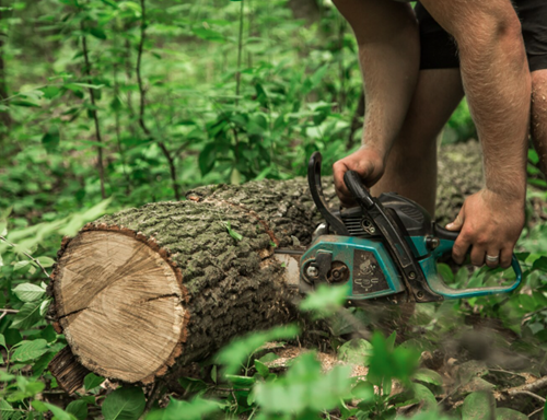 How Tree Pruning and Removal Stop Limb Collapse Before It’s Too Late?