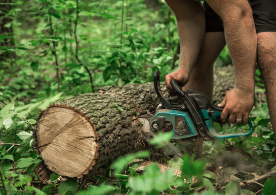 Tree Pruning and Removal