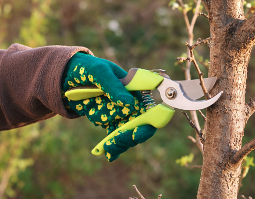 Can Tree and Shrub Pruning Service Boost Curb Appeal?