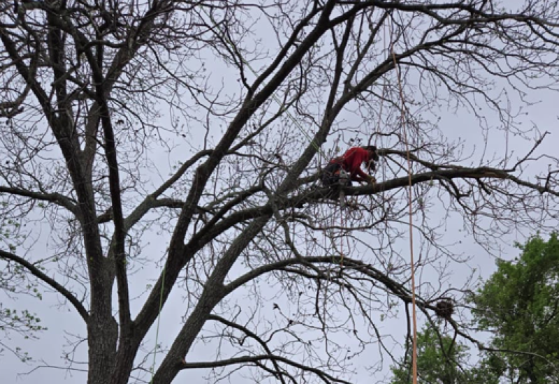 Tree Removal Lake Jackson Texa
